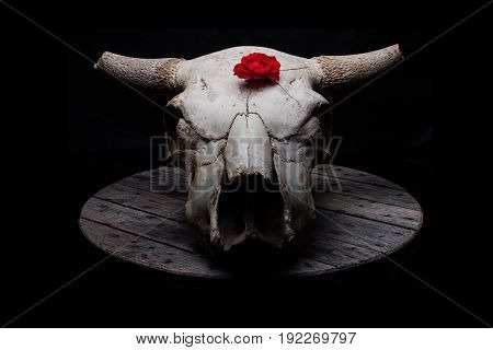 Cow skull decorated with roses, laying on a grey wooden plate, with strong biker / rock n roll / goth vibes.