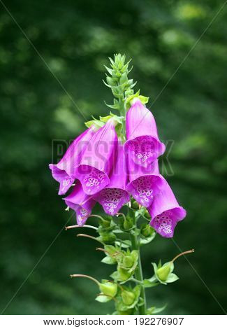 pink purple foxglove in the wild afainst a green background
