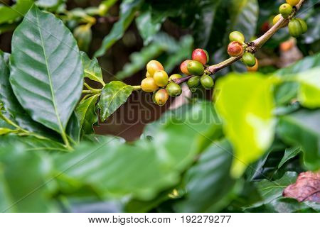 Group row colorful fruits of coffee berry ripening on a tree and drops of water after rain