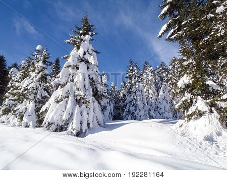 Val Blenio. Snowy Path