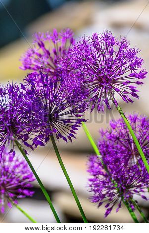 Allium hollandicum 'Purple Sensation' (Dutch Garlic or Persian Onion) in a flowerbed. Blooming Allium. Allium, giant onion, Giganteum in full flower growing in the garden.