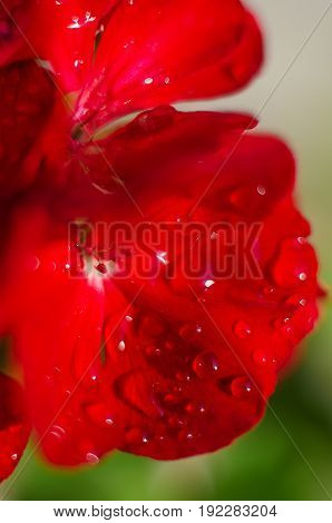 Bright Pelargonium Decorate The Yard
