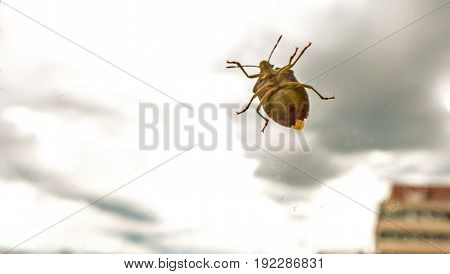 a bug outside on a window on a rainy day