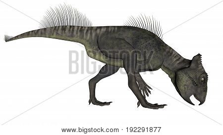 Archaeoceratops dinosaur eating isolated in white background - 3D render
