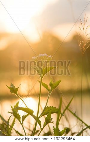 Chrysopogon aciculatus and sunset, nature background .