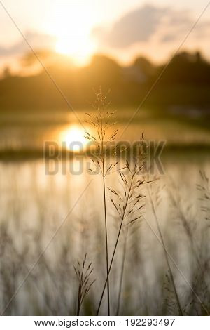Chrysopogon aciculatus and sunset, nature background .