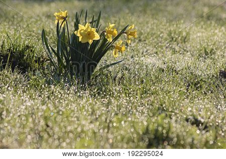 Daffodils With Morning Dew