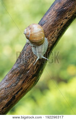 A snail, Helix Pomatia, crawls along a tree branch