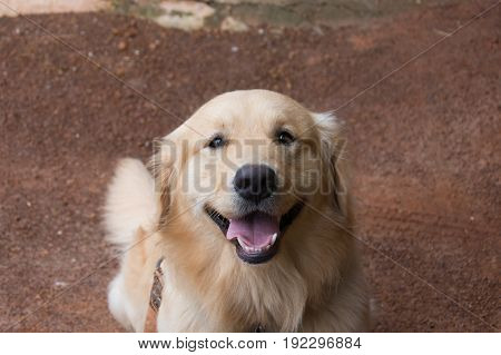 Portrait of Golden Retriever, Golden Retriever smile