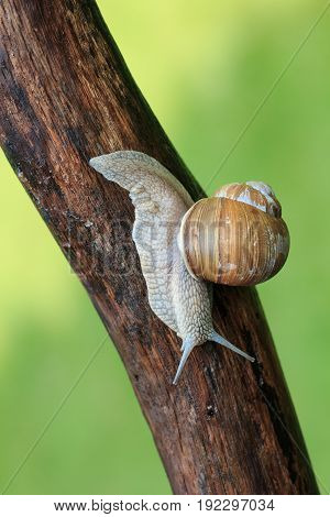 A snail, Helix Pomatia, crawls along a tree branch