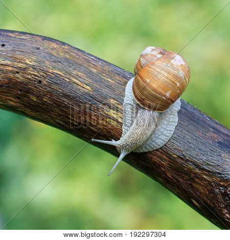 A snail, Helix Pomatia, crawls along a tree branch
