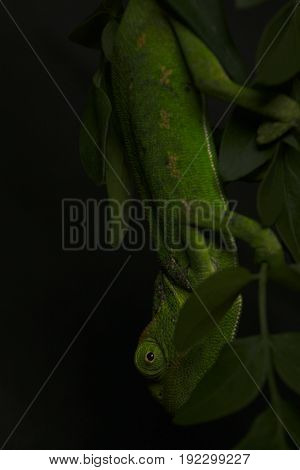 Chamelion On A Succulent Studio Photo