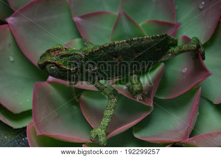 Chamelion On A Succulent Studio Photo