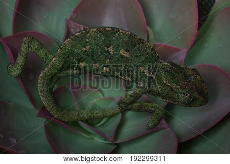 Chamelion On A Succulent Studio Photo