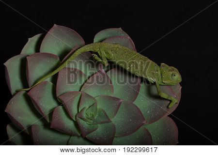 Chamelion On A Succulent Studio Photo