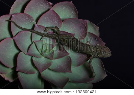 Chamelion On A Succulent Studio Photo