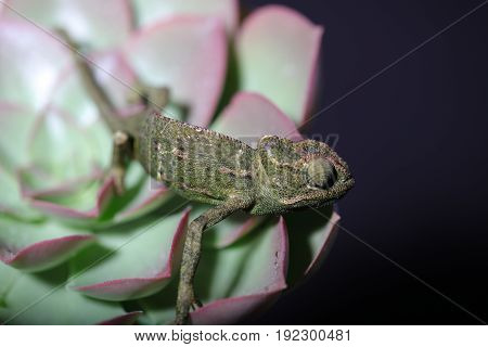 Chamelion On A Succulent Studio Photo