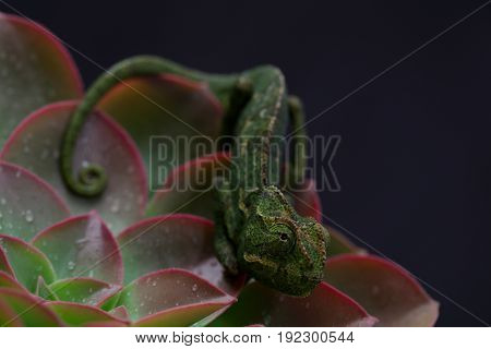 Chamelion On A Succulent Studio Photo