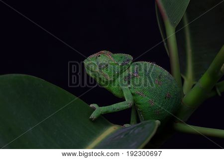 Chamelion On A Succulent Studio Photo