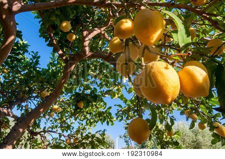Lemons On Tree