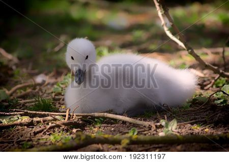 Baby swan. Beautiful cygnet. Fluffy cute black-necked swan (Cygnus melancoryphus) chick. Soft feel pure nature image.