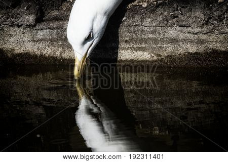 Seagull drinking water riverside with reflection. Aesthetic nature image. Serene and dark wildlife in close up with copy space.