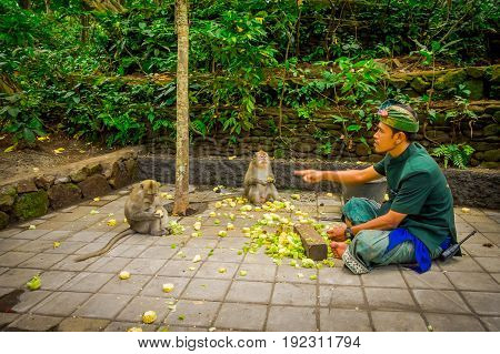 BALI, INDONESIA - MARCH 05, 2017: Unidentified people cutting cob corns to feed the long-tailed macaques Macaca fascicularis in The Ubud Monkey Forest Temple on Bali Indonesia.
