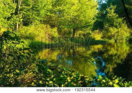 A small Ohio pond glowing in late afternoon sunlight