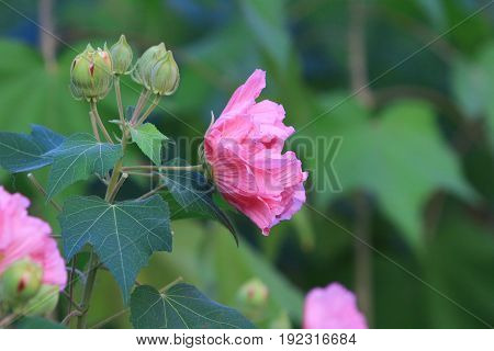 Hibiscus Mutabilis Open At Day Time