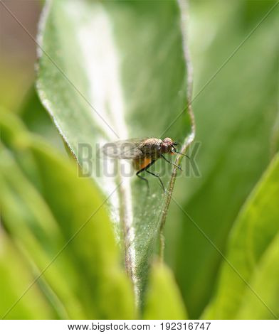 Fly resting on a leaf in a garden.