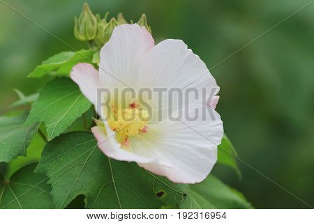 Hibiscus Mutabilis Open At Day Time