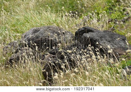 black lava rocks in pili grass field