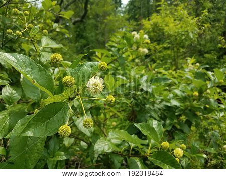 many green plants in a swamp or wetland with white flowers