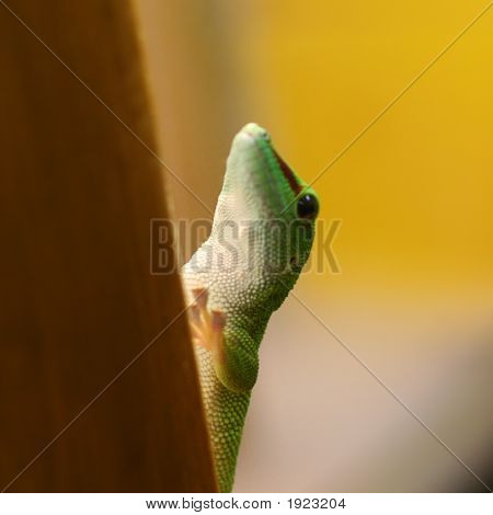 Small Green Lizard On A Yellow Background