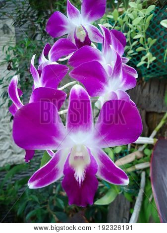 Fresh purple orchid flower, beautiful blooming flower