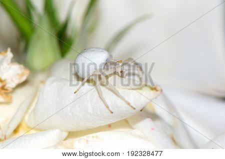 Goldenrod crab spider on white flower. Macro photo.