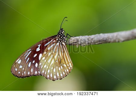 Image of a butterfly (The Pale Blue Tiger) on nature background. Insect Animal