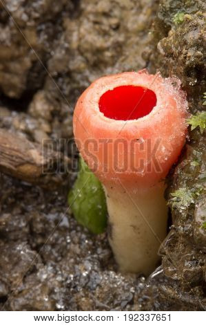 Sarcoscypha austriaca rare spring mushrooms in the woods.Photo in the Czech Republic, Europe