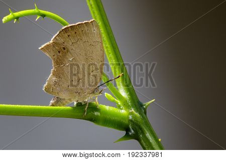 Image of butterfly (Lycaenidae) on the leaf on nature background. Insect Animal