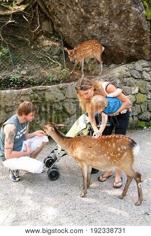People Who Feed And Pat The Fawns At The Zoo