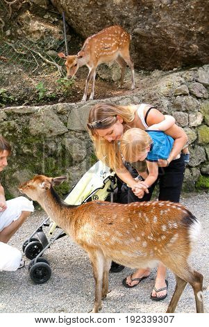 People Who Feed And Pat The Fawns At The Zoo
