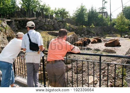 People Looking At A Buffalo Herd In The Zoo