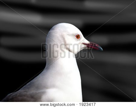 Lokki
