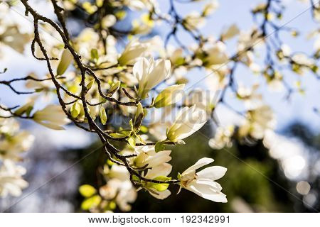 Magnolia flowers in full bloom in spring on the trees branches