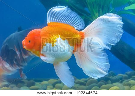 Goldfish In The Cabinet