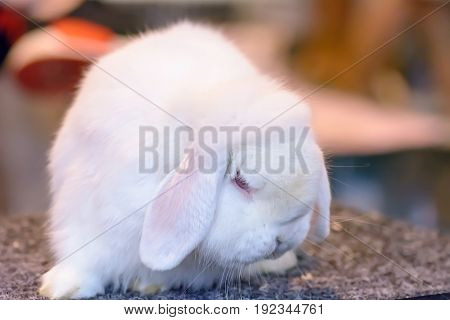 The White Rabbit