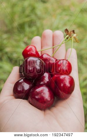ripe red cherry in female hands on a background of green