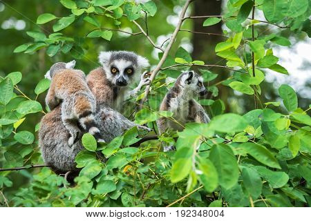 Portrait of adult lemur katta (Lemur catta) on a tree with two cubs