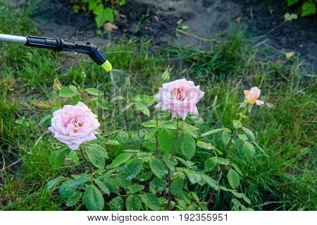 Protecting A Bush Of Roses From Vermin With Pressure Sprayer