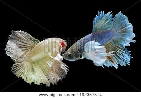 Betta Or Saimese Fighting Fish.